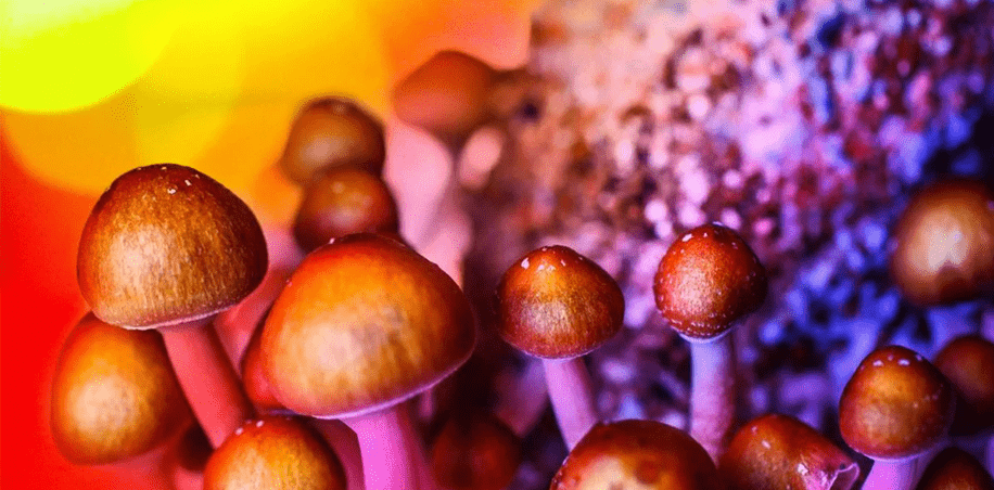 Psilocybin Integration: Navigating Insights and Healing through Psychedelic Experiences